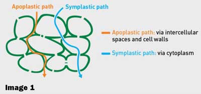 CONSIDER EVALUATING NEW FORTALIS® IN A MIFIELD PROJECT